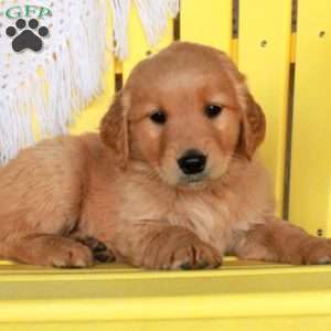Gloria, Golden Retriever Puppy