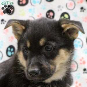 Gloria, German Shepherd Mix Puppy