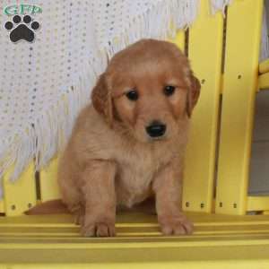Gloria, Golden Retriever Puppy