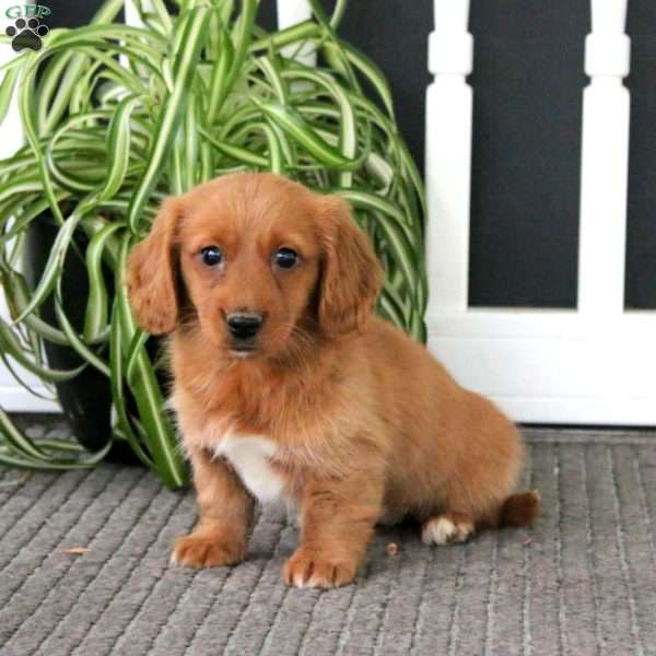 Glow, Dachshund Puppy
