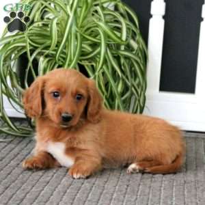 Glow, Dachshund Puppy