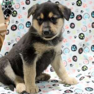 Goldie, German Shepherd Mix Puppy