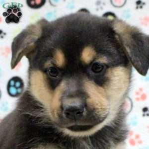 Goldie, German Shepherd Mix Puppy