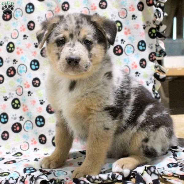 Goliath, German Shepherd Mix Puppy