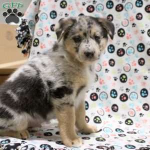 Goliath, German Shepherd Mix Puppy