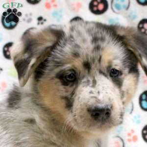Goliath, German Shepherd Mix Puppy