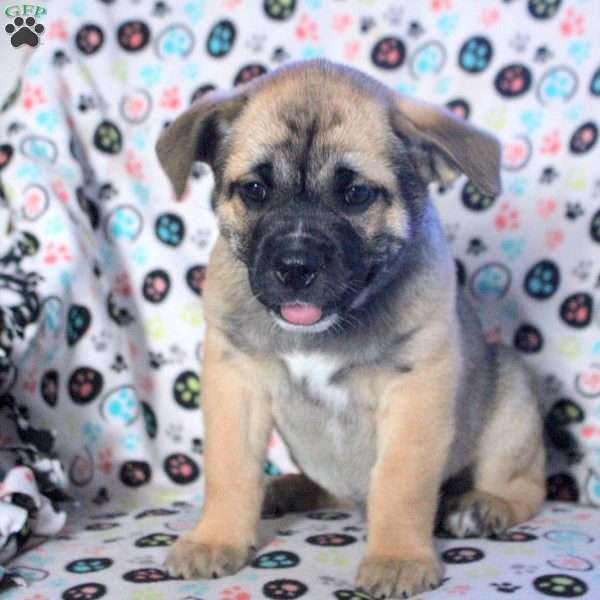 Goofy, Siberian Husky Mix Puppy