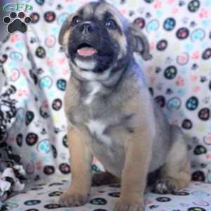 Goofy, Siberian Husky Mix Puppy