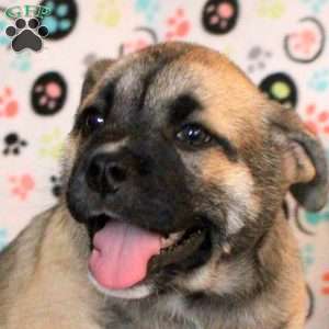 Goofy, Siberian Husky Mix Puppy
