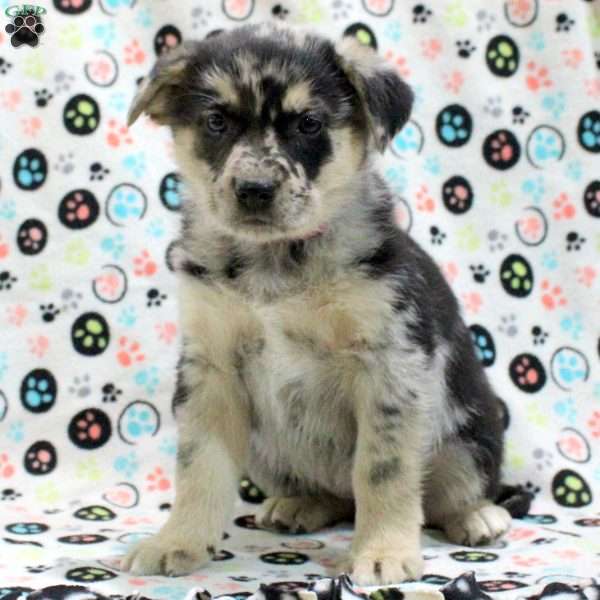 Grace, German Shepherd Mix Puppy