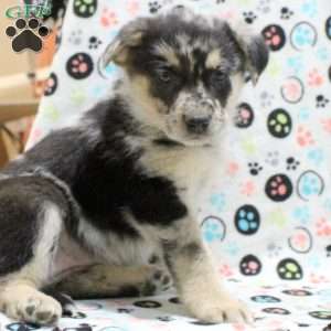 Grace, German Shepherd Mix Puppy