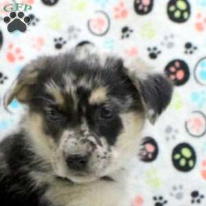 Grace, German Shepherd Mix Puppy