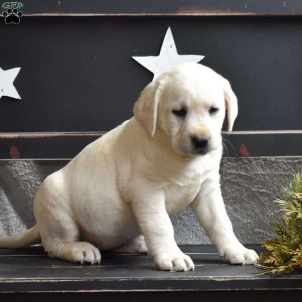 Gracie, Yellow Labrador Retriever Puppy