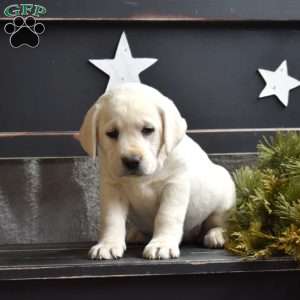 Gracie, Yellow Labrador Retriever Puppy