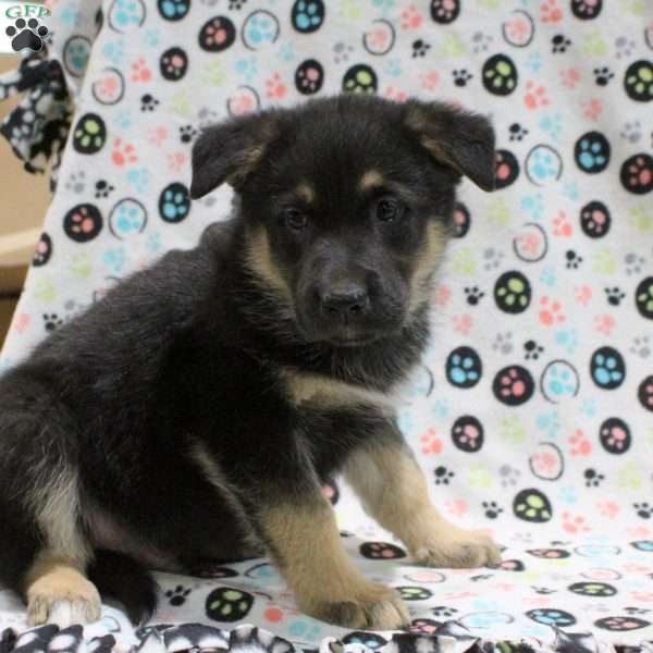 Graham, German Shepherd Mix Puppy