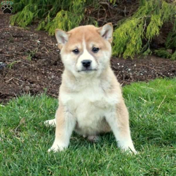 Graham, Shiba Inu Puppy