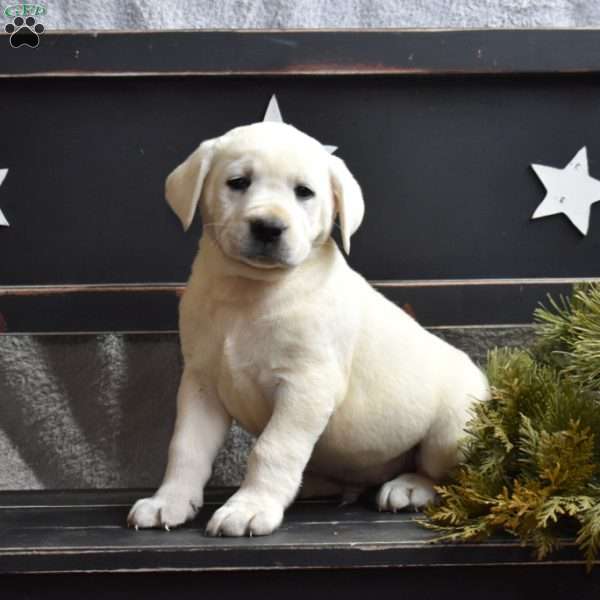 Graham, Yellow Labrador Retriever Puppy