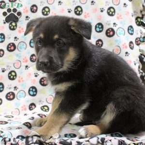 Graham, German Shepherd Mix Puppy