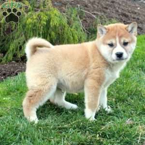 Graham, Shiba Inu Puppy