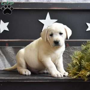 Graham, Yellow Labrador Retriever Puppy