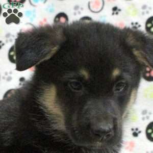 Graham, German Shepherd Mix Puppy