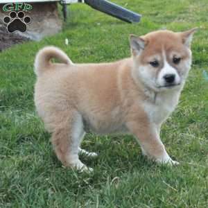 Graham, Shiba Inu Puppy