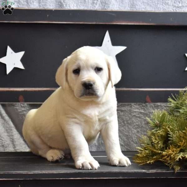 Granger, Yellow Labrador Retriever Puppy