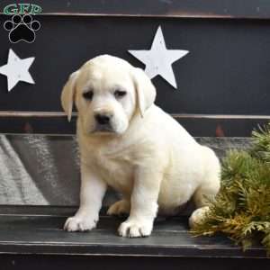 Granger, Yellow Labrador Retriever Puppy