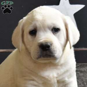 Granger, Yellow Labrador Retriever Puppy