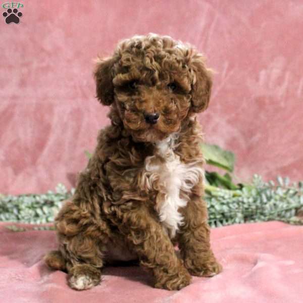 Grant, Toy Poodle Puppy