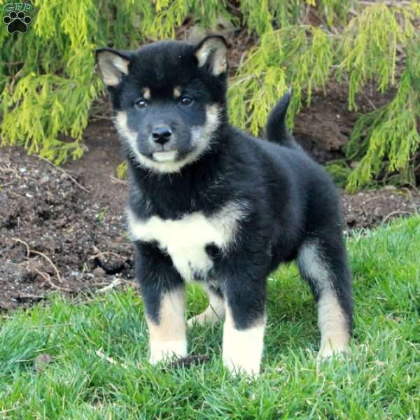 Grant, Shiba Inu Puppy