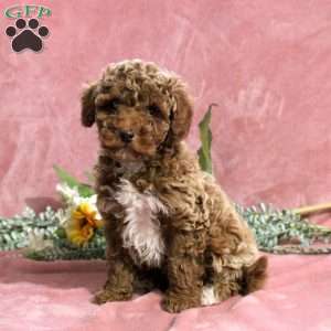 Grant, Toy Poodle Puppy
