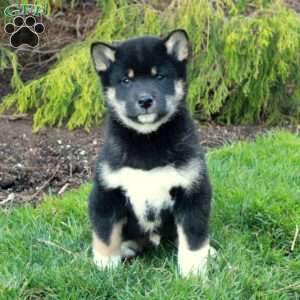 Grant, Shiba Inu Puppy