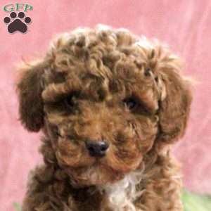 Grant, Toy Poodle Puppy