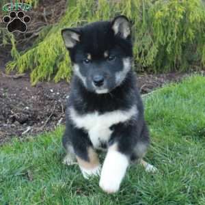 Grant, Shiba Inu Puppy