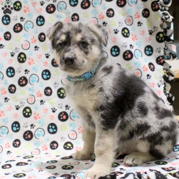 Grayson, German Shepherd Mix Puppy