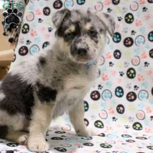 Grayson, German Shepherd Mix Puppy