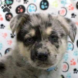 Grayson, German Shepherd Mix Puppy