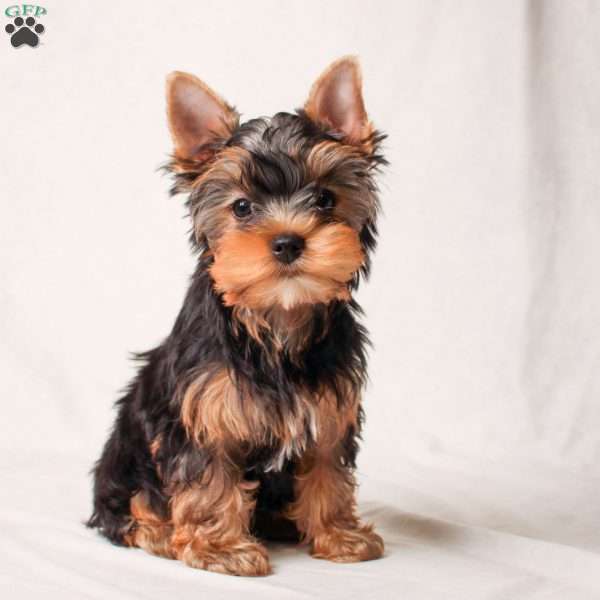 Greg, Yorkie Puppy