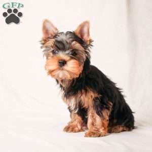 Greg, Yorkie Puppy