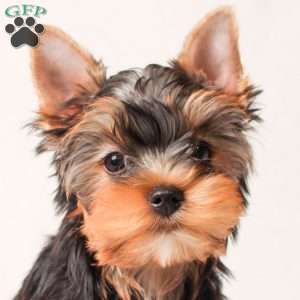 Greg, Yorkie Puppy