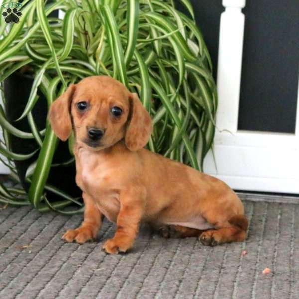 Greta, Dachshund Puppy