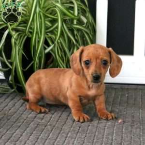 Greta, Dachshund Puppy