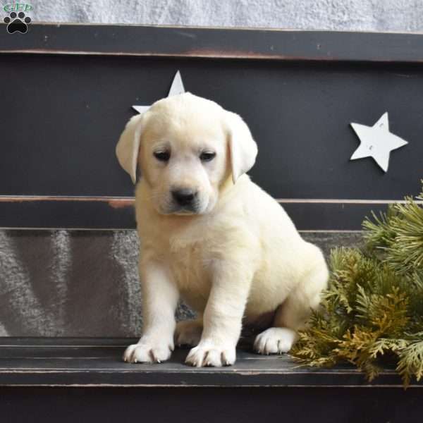 Grover, Yellow Labrador Retriever Puppy