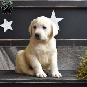 Grover, Yellow Labrador Retriever Puppy
