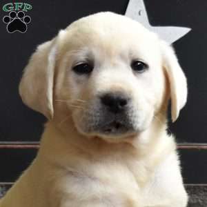 Grover, Yellow Labrador Retriever Puppy