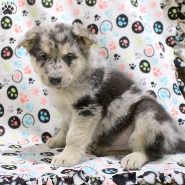 Gunner, German Shepherd Mix Puppy