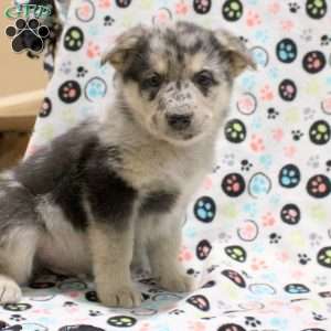 Gunner, German Shepherd Mix Puppy