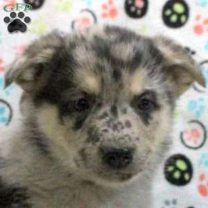 Gunner, German Shepherd Mix Puppy