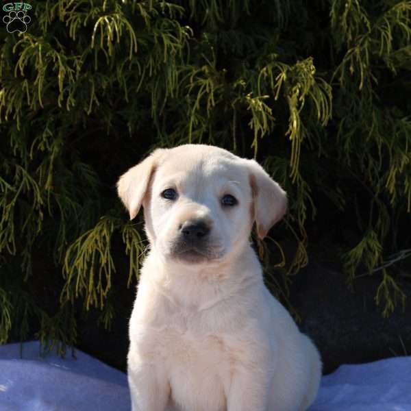 Gunner, Yellow Labrador Retriever Puppy